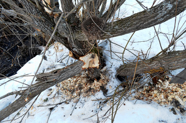 Similar image 22113269