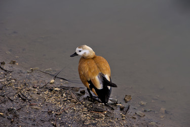 Similar image 22113238