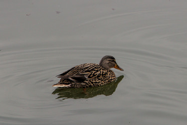 Similar image 22113240