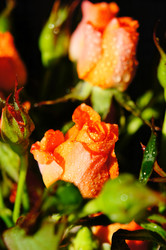 Similar image 22119463