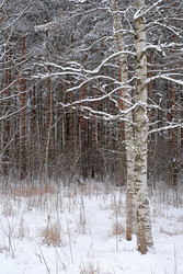 Similar image 22117102