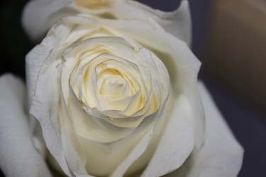 Similar image 22120249