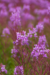 Similar image 22120002