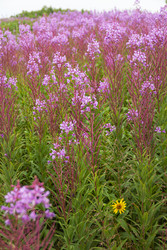 Similar image 22120003