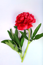 Similar image 22119715