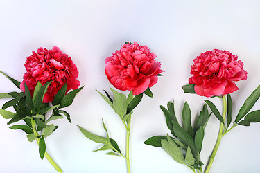 Similar image 22119716