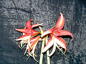 Similar image 22126806