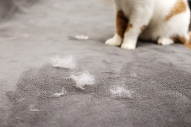 Similar image 22130456