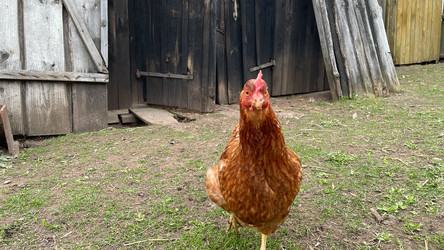 Similar image 22127392