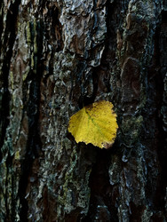 Similar image 22128435