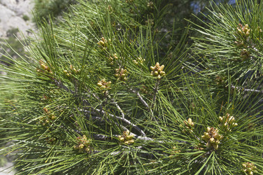 Similar image 22132081