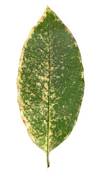 Similar image 22132288