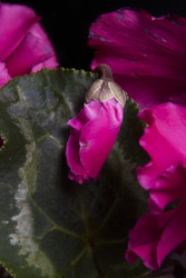 Similar image 22132294