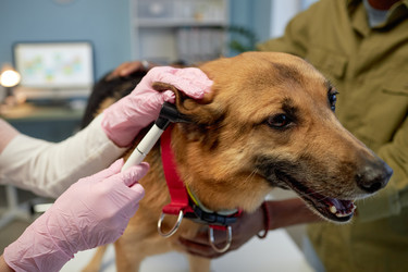 Similar image 22102146