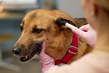 Similar image 22102095