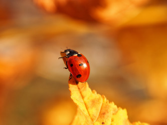 Similar image 22138782