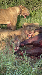 Similar image 22147639