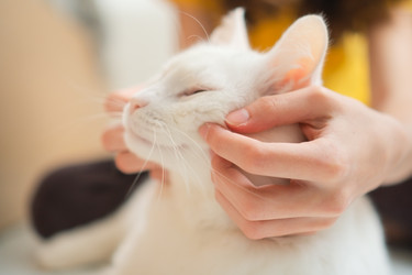 Similar image 22164440