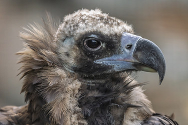 Similar image 22139341