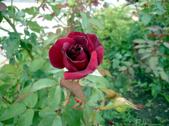 Similar image 22137321