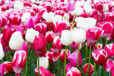 Similar image 22136989