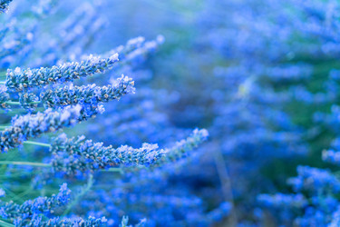 Similar image 22137042