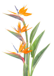 Similar image 22137066