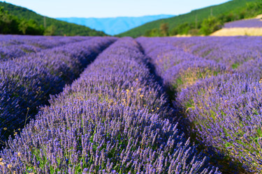 Similar image 22136921