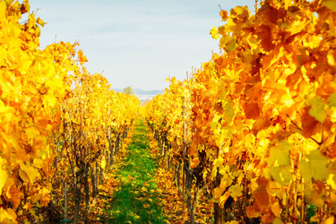 Similar image 22137300