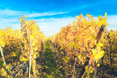 Similar image 22137301