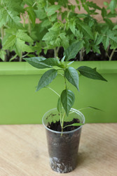 Similar image 22134821