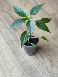 Similar image 22134832