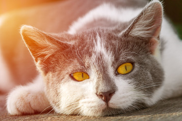 Similar image 22142029