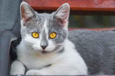 Similar image 22155111