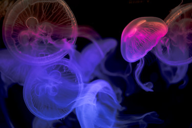 Similar image 22160068