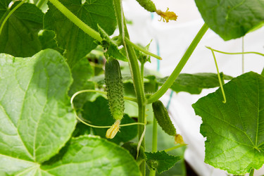 Similar image 22153484