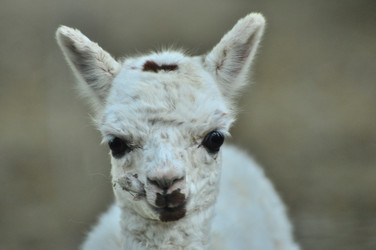 Similar image 22161182