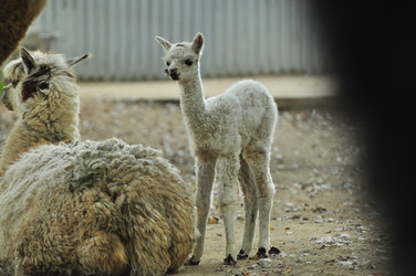 Similar image 22161184