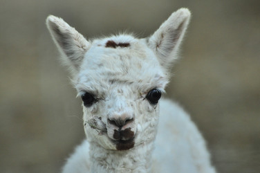 Similar image 22161189