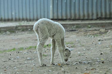 Similar image 22161206