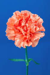 Similar image 22154832