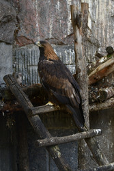 Similar image 22161237