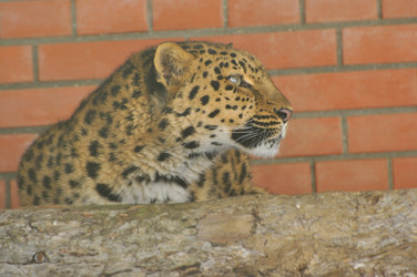 Similar image 22161239