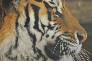 Similar image 22161240