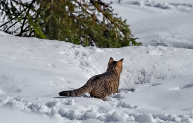 Similar image 22164017