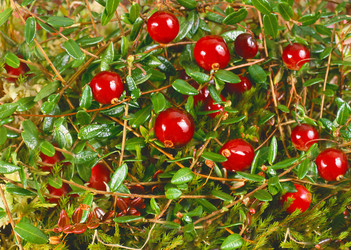 Similar image 22150011