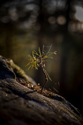 Similar image 22150158