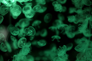 Similar image 22159555