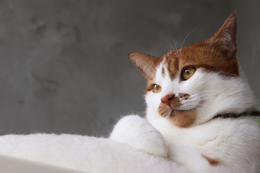 Similar image 22150546