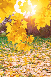 Similar image 22154926